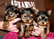Talanted cute tiny teacup yorkie puppies for free adoption